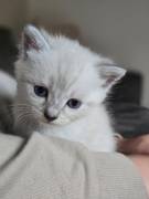 Siam kitten Siambabys siamkitten 