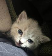 Siam kitten Siambabys siamkitten 