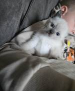 Siam kitten Siambabys siamkitten 