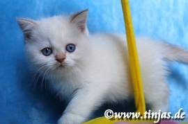Britisch Kurzhaar  Kater mit blauen Augen 