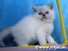 Britisch Kurzhaar  Kater mit blauen Augen 