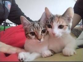 2katzen schweren Herzens abzugeben 