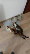 2katzen schweren Herzens abzugeben 