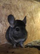 3 Chinchillas (Mutter und Töchter) zu verkaufen