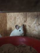 3 Chinchillas (Mutter und Töchter) zu verkaufen