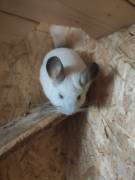 3 Chinchillas (Mutter und Töchter) zu verkaufen