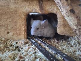 Chinchilla Zwillinge suchen ein neues zu Hause 