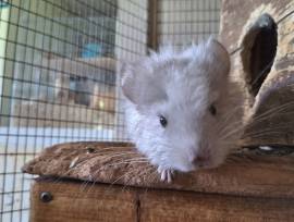Chinchilla Zwillinge suchen ein neues zu Hause 