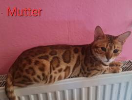 Wunderschöne Bengalkitten mit Stammbaum