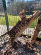 Wunderschöne Bengalkitten mit Stammbaum