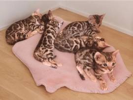 Wunderschöne Bengalkitten mit Stammbaum