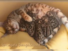 Wunderschöne Bengalkitten mit Stammbaum