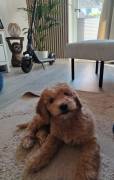 Letzte Goldendoodle Hündin