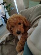 Letzte Goldendoodle Hündin