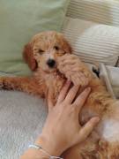 Letzte Goldendoodle Hündin