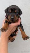Dobermannwelpen 
