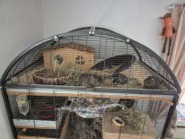 Großer Kleintierkäfig (Degus, Ratten etc)