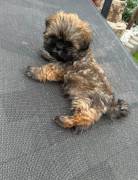 Shih-Tzu Welpe