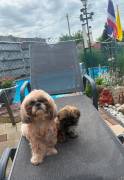 Shih-Tzu Welpe
