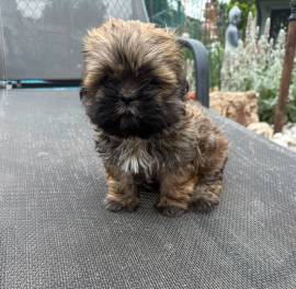 Shih-Tzu Welpe