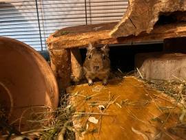 Degus