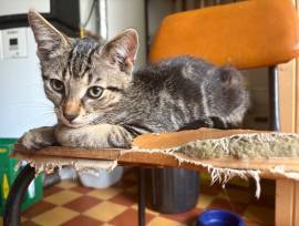 Zwei junge Kater 