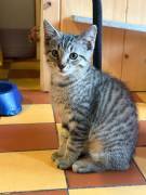 Zwei junge Kater 