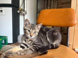 Zwei junge Kater 