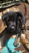 Schwarze und dunkelgraue Schäferhundwelpen 
