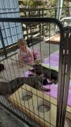 Schwarze und dunkelgraue Schäferhundwelpen 