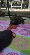 Schwarze und dunkelgraue Schäferhundwelpen 