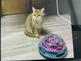 Katze