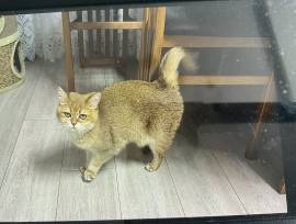 Katze