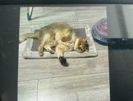 Katze
