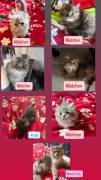 Perserkitten mit Nase 