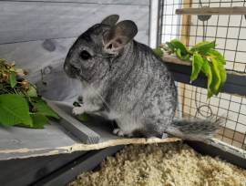 2 Chinchilla-Brüder suchen ein liebevolles Zuhause