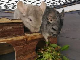 2 Chinchilla-Brüder suchen ein liebevolles Zuhause