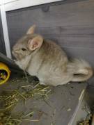 2 Chinchilla-Brüder suchen ein liebevolles Zuhause