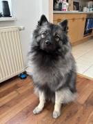 Wolfsspitz-Welpen suchen ihr Für-immer-Zuhause