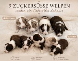 9 Wunderschöne welpen 