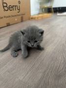 Bkh kitten 