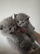 Bkh kitten 