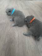 Bkh kitten 