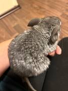 2 Chinchilla-Männchen 