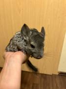 2 Chinchilla-Männchen 