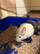 2 Chinchilla-Männchen 
