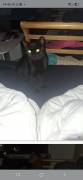 Lou sucht ein neues zuhause