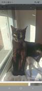 Lou sucht ein neues zuhause