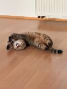 Bkh mix,2 männliche Tiger suchen ein zu Hause 