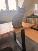 Bkh mix,2 männliche Tiger suchen ein zu Hause 
